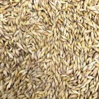 جو دامی ایرانی