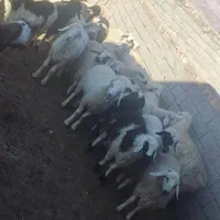 فروش انواع گوسفند زنده کهره بره چپش میش بز|حیوانات مزرعه|کرمان, |دیوار