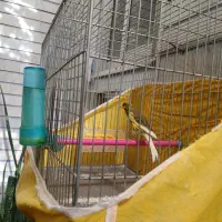 یک جفت قناری مولد تضمینی باتخم