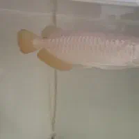 آروانا هایبک