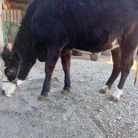 گوساله ماده آبستن|حیوانات مزرعه|دینور, |دیوار