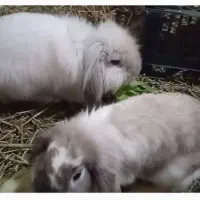 خرگوش جفت مولد مینی لوپ اصیل پشمک سهره پرنده جوجه