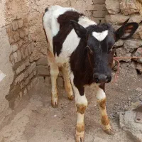 گوساله نر سالم
