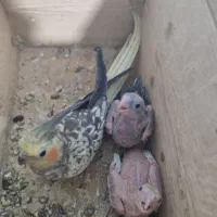 طوطی عروس هلندی جفت جوجه زا|پرنده|رشت, سلیمانداراب|دیوار