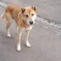 سگ سرابی درجه یک|سگ|مراغه, |دیوار