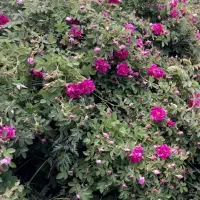 پیش فروش گل محمدی گنبرف