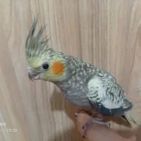 عروس هلندی|پرنده|خوانسار, |دیوار