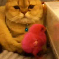 پسر ۸ ماهه گوگولی  بیریتیش شورت هیر گلد