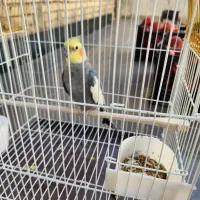 طوطی عروس هلندی