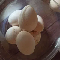 تخم بوقلمون نطفه دار