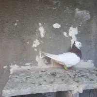 طوقی سرخ نر|پرنده|سبزوار, دانشگاه آزاد|دیوار