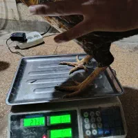 خروس لاری یک ساله