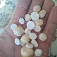 مهره صدفی یا مهره دریایی