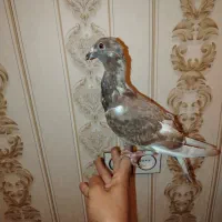 کبوتر یا کفتر معاوضه هم میکنم