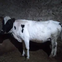 گاو جوان|حیوانات مزرعه|کبودرآهنگ, |دیوار