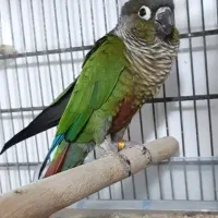 گرینچیک نرمال بالغ نیمه رام|پرنده|فردیس, منظریه|دیوار