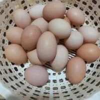تخم مرغ محلی