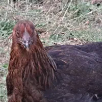 مرغ سیاه بلک استار اصل