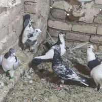 کفتر تک چین خوشکل