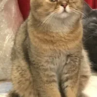 گربه بریتیش گلدن