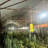 سه دهنه گلخانه