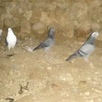 کفتر  طوق با سبز