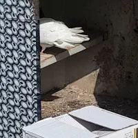 یک جفت طوق به شرط جوجه