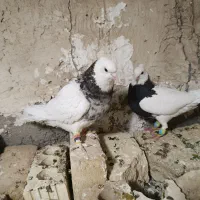 جفت طوق شازده ای هفت رنگ معاوضه هم دارم|پرنده|شیراز, بهارستان|دیوار