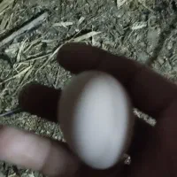 تخم بوقلمون و مرغ|حیوانات مزرعه|بندرعباس, |دیوار