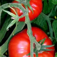 گوجه واقعا درجه یک بی نظیر