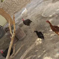 بقلمون و جوجه