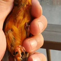 قناری سوخته سرخ نگرو نره مست