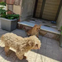 سگ پامرانین و شیلزو