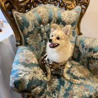 سگ پامرانین نر|سگ|کرج, گوهردشت|دیوار