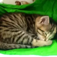 بچه گربه|گربه|پاکدشت, پاکدشت (مامازند)|دیوار