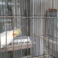 فروش عروس هلندی روتخم وجوجه