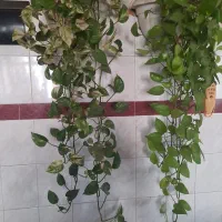 سویت نقلی و کوچیک در داخل شهر