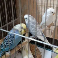 مرغ عشق|پرنده|دوگنبدان, |دیوار