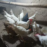 جوجه خروس