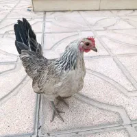 ۲ عدد مرغ مینیاتوری تزئینی تخم گذار