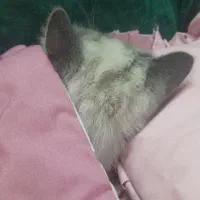 همالین نر|گربه|مشهد, میعاد (شهرک غرب)|دیوار