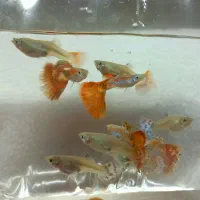 ماهی گوپی نژاد خالص