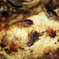 سمپاشی ساس سوسک،100٪تضمینی به همراه مهرفاکتورمعتبر|خدمات نظافت|تهران, فلاح|دیوار