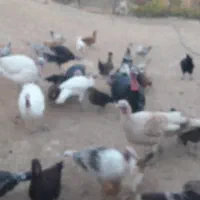 فروش بقلمون