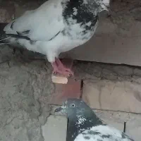 پرنده کبوتر|پرنده|ایرانشهر, |دیوار