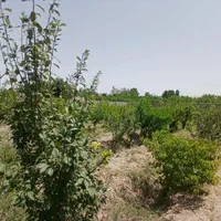 ۵۹۰ متر باغچه فردوسیه شهریار تهران کرج کهنز کردان|فروش دفتر صنعتی، کشاورزی، تجاری|فردوسیه, |دیوار