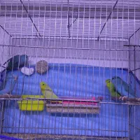 طوطی پروتلت بندانگشتی|پرنده|قم, بلوار امین و ساحلی|دیوار