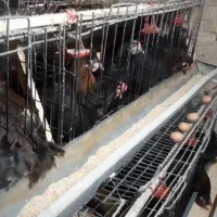 مرغ بومی تخم گذار