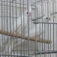 نروماده آلبینووکوتوله سرلاکی ودونخور|پرنده|کاشان, رجایی|دیوار