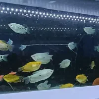 ماهی آکواریومی|ماهی|رشت, آب و برق|دیوار